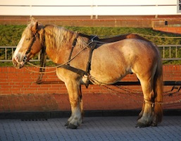 Kutschpferde im Abendlicht